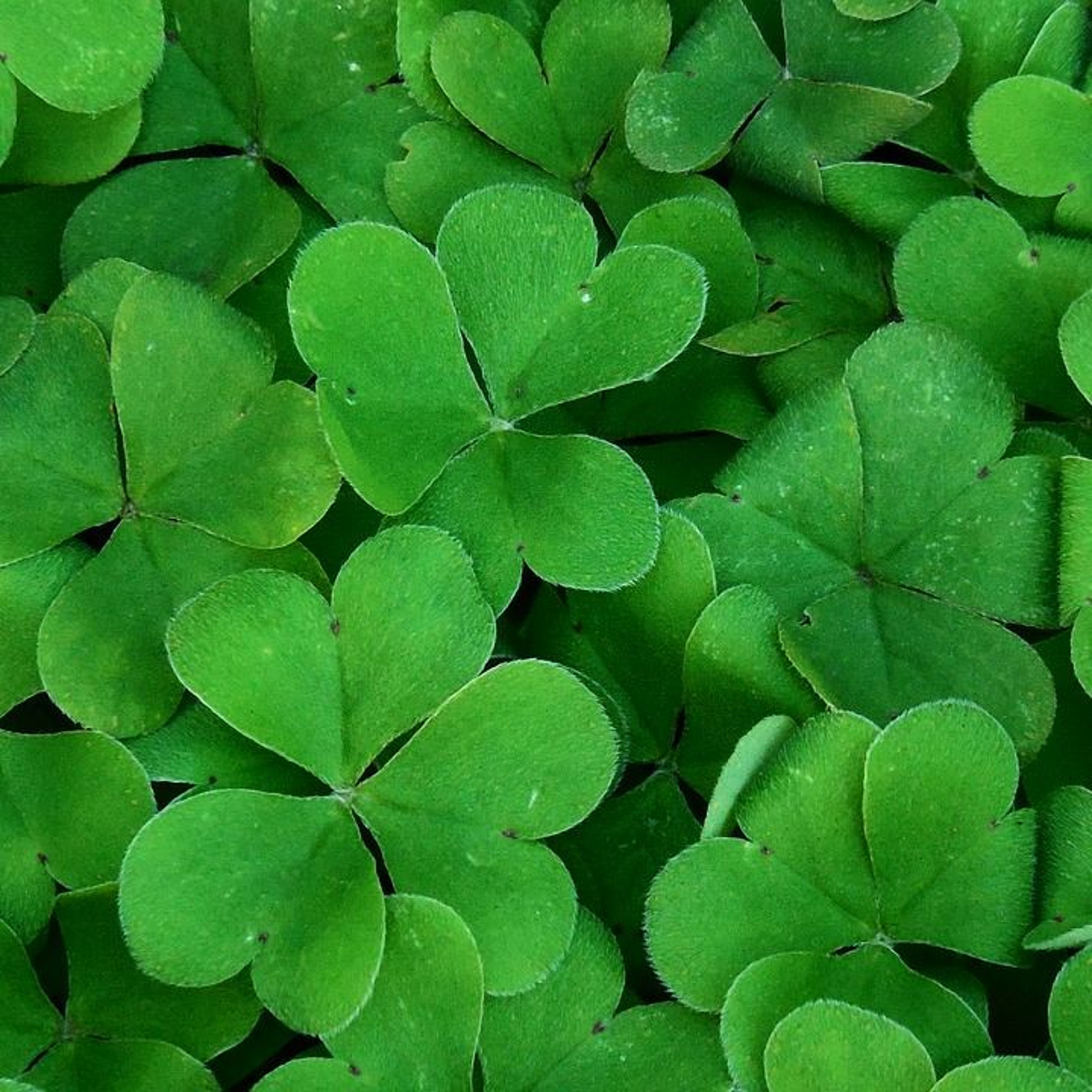 LW #20: St. Patrick's Day and News from March 11th-17th, 2019 episode artwork