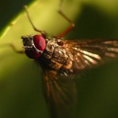 Die