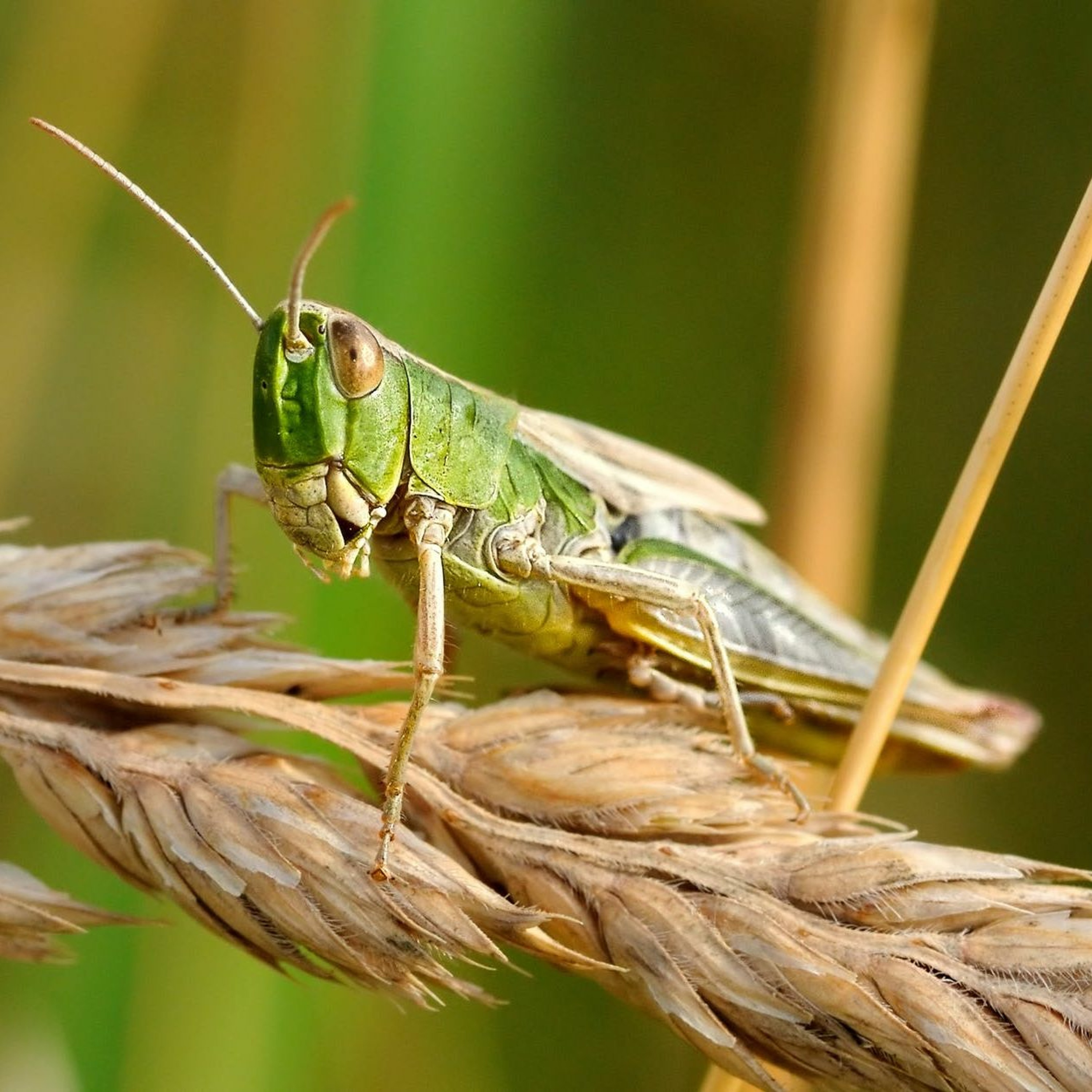 Episode 089: The 1875 Locust Plague