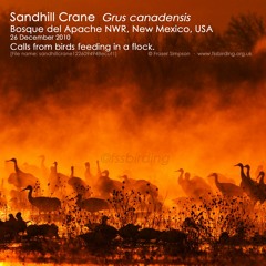 Sandhill Crane (Grus canadensis)