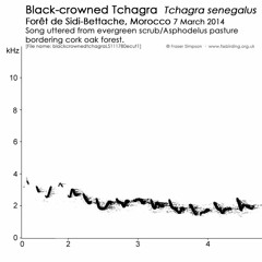 Black-crowned Tchagra (Tchagra senegalus)