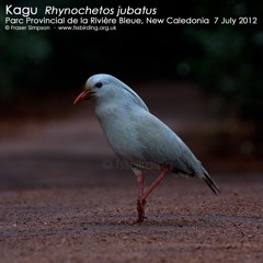 Kagu (Rhynochetos jubatus)