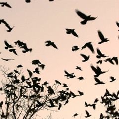 Griffin - blackbird don't fly away ft. @phx.alkaline (prod. curran brown )