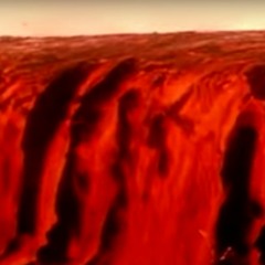 brille de mille feux de mille fleurs rouges