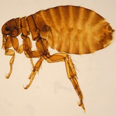 Other People Got Diseases