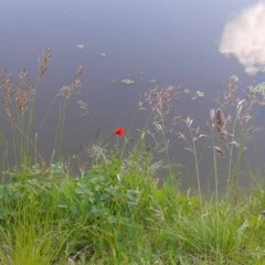 Waterlillypondsong.MP3 (1) Texte et musique : Rien Personne voix  : Patricia Fort