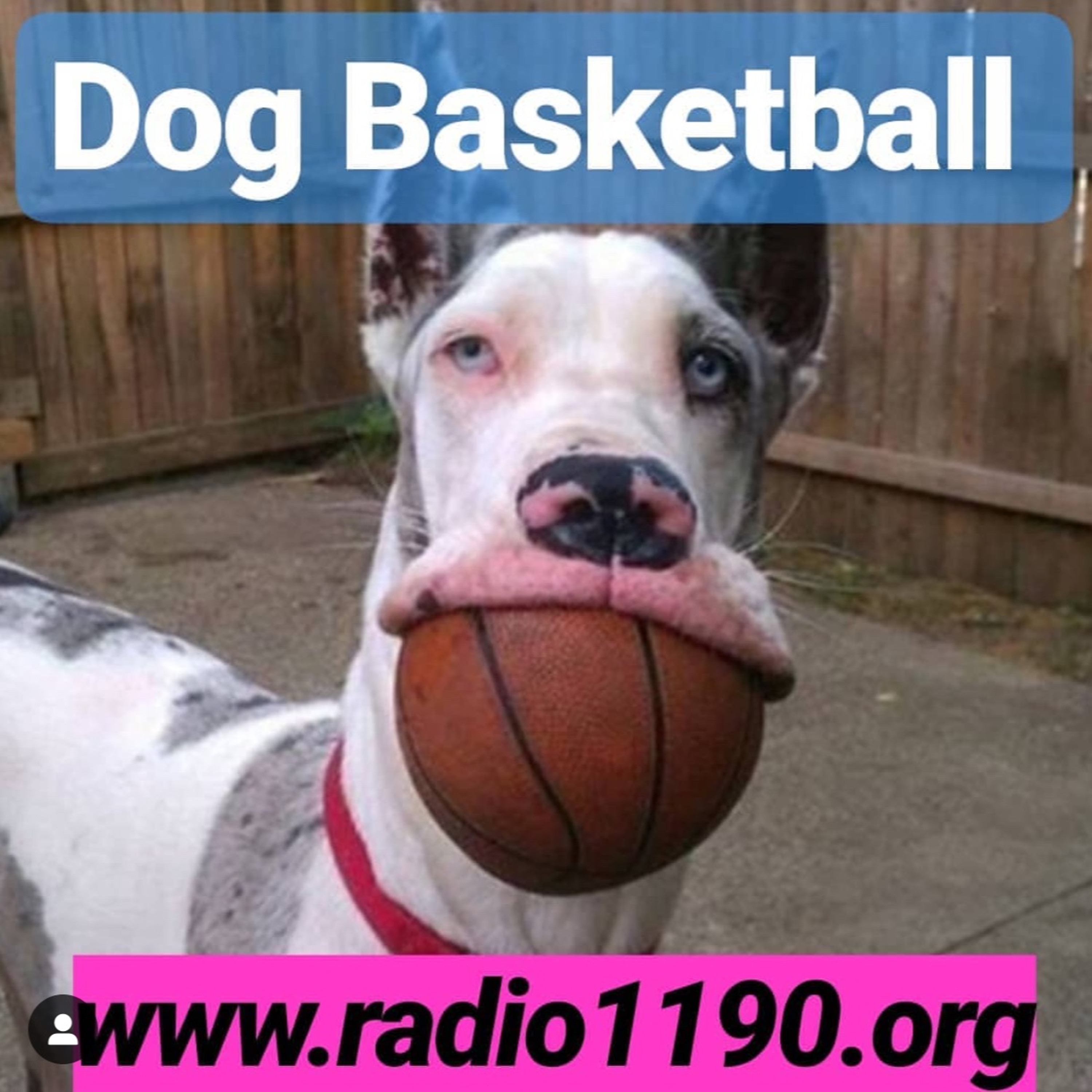 Dog Basketball episode artwork