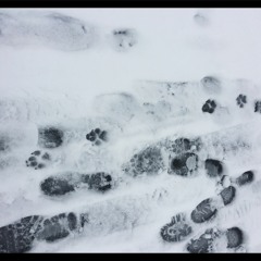 6 A Backyard Stone Shape