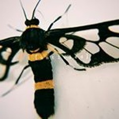 kamar RUVON - untitled