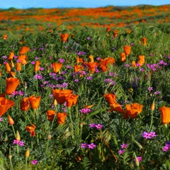 Field of Ten Thousand Flowers - stereo