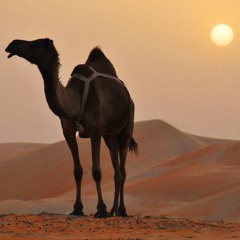 The Dromedary