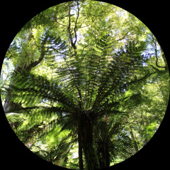 Levi LD – Trinidad Bump (ELTB005)