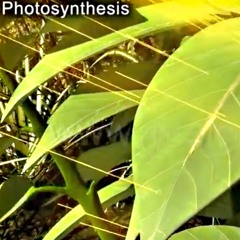 Photosynthesize Me