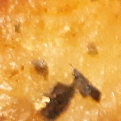 Disstrack  Bram Krikke Roast Radiowereld!   SLAM!  COPYRIGHT