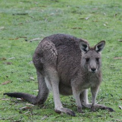 Walking in the rain (2/3), near Brambuk Centre, Halls Gap, Gariwerd