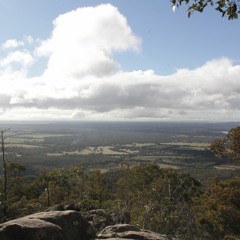 Squealing Trees near Boronia Peak (2/2), Gariwerd