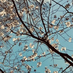 桜の小道を散歩