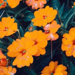 @rxseboy - thrive (prod. Zeeky)