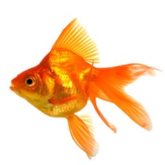 The Goldfish Effect: Episode 1 – Gutenberg and Zuckerberg