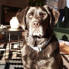 Dont worry about me - Frances (covered by Ellie Mobbs)