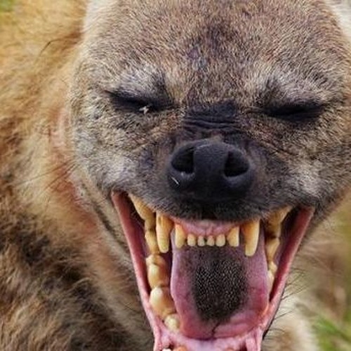 Listen To Zfreestyle Hyene Ak2r X Carti Prod Alacious Beats By Zwarte In Trap Fr Pp Playlist Online For Free On Soundcloud Listen To Zfreestyle Hyene Ak2r X Carti Prod Alacious Beats By Zwarte In Trap Fr Pp Playlist Online For Free On Soundcloud