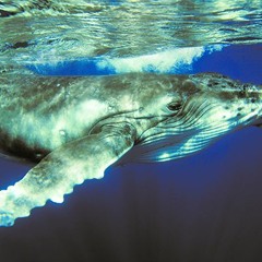 Humpback Whale (Megaptera Novaeangliae) Singing Grand Turk Turks and Caicos 21st March 2019.