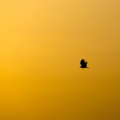 The Gift Of Flight