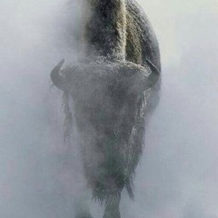 Buffalo Shrug