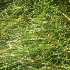 Spring - 21:03:2019, 23.16