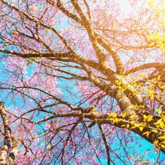 NO MAN'S LAND - March 21 - Radio Mix 2019