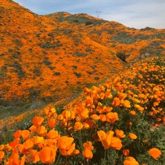 Hitting The Superbloom Jackpot