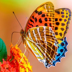 BUTTERFLIES (Prod. DeVill)