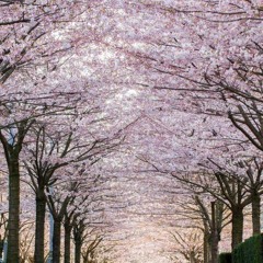 cherry blossoms!
