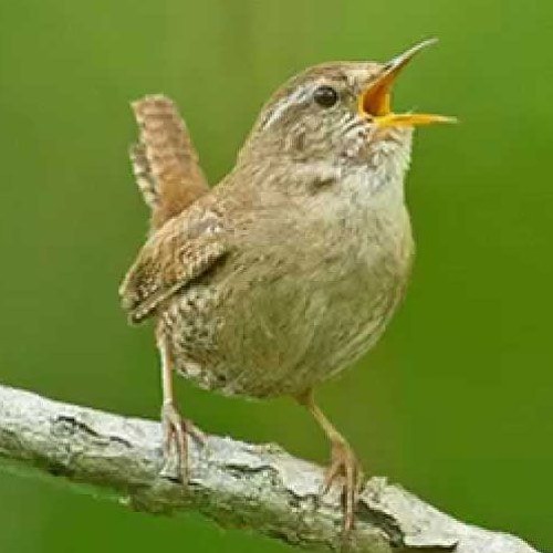 Masteran Burung Eurisian Wren Bikin Burung Makin Gacor