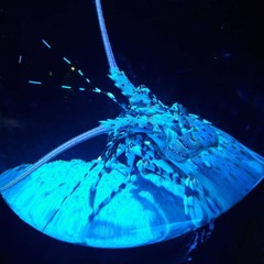 Tribal vibrations (P2)