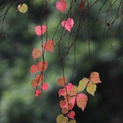 Fi Baly_Tamer-Aashor_ Just_One فى بالى _ تامر عاشور