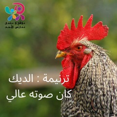 الديك كان صوته عالي - منهاج يوم فاصل