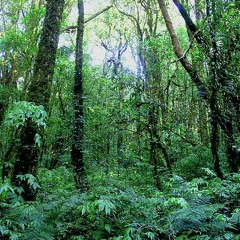 WELLCOME TO THE JUNGLE