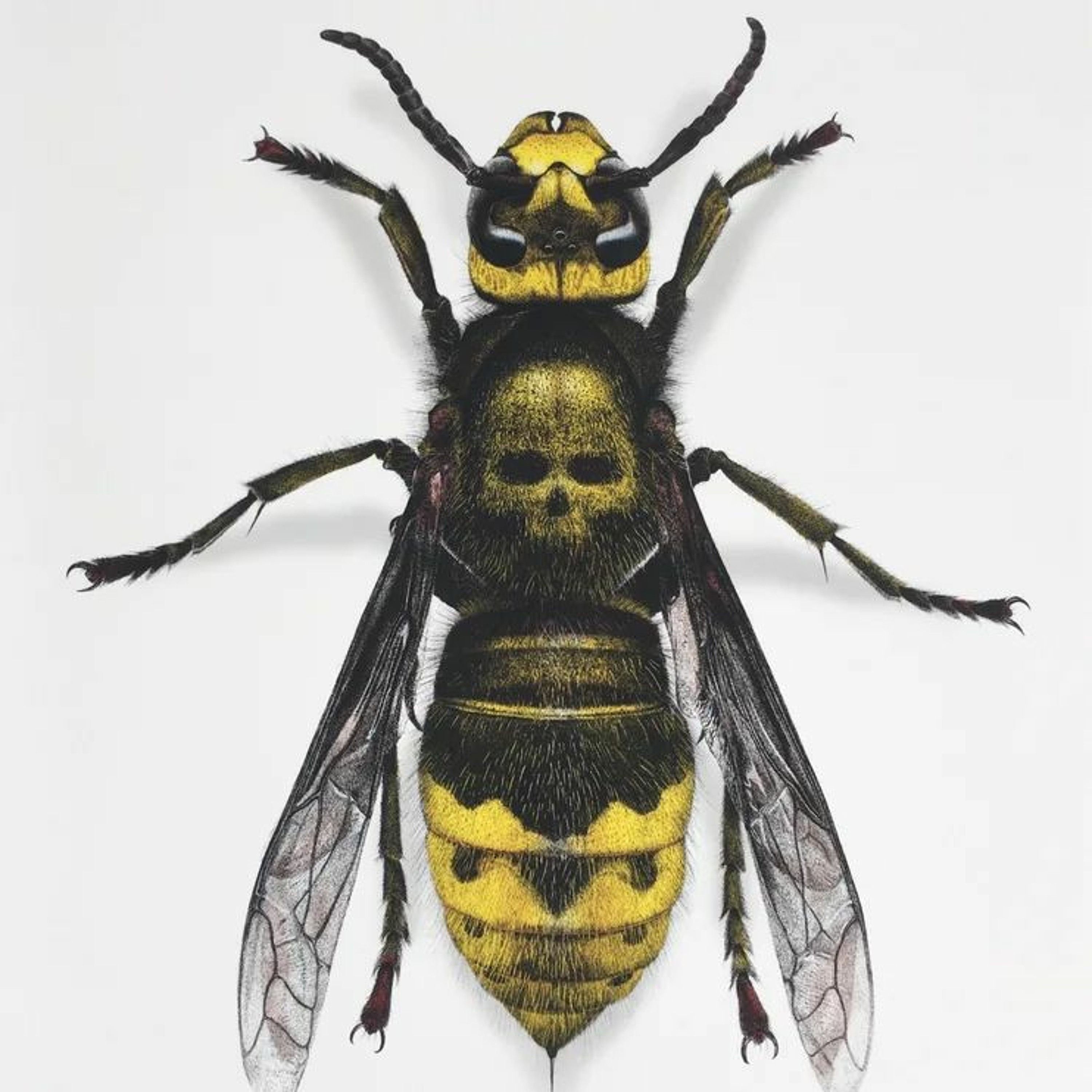 Insect Visit episode artwork