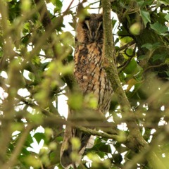 Female Long-eared owl at the shore of Lough Neagh Co Antrim