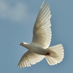 CONCERNS MEDITATION - The Value of Stress and Tension