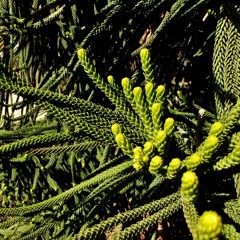 𝘧𝘶𝘫𝘪𝘬𝘰𝘮𝘢 - 𝘱𝘢𝘴𝘵 𝘵𝘶𝘵𝘰𝘳𝘪𝘢𝘭 𝘦𝘯𝘵𝘳𝘺 𝘭𝘦𝘷𝘦𝘭