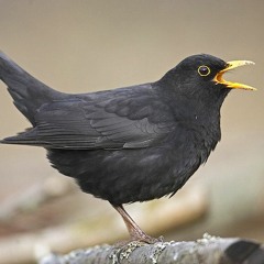 Blackbird Grooves (saxy version)