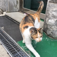 cotoba - Odori オドリ