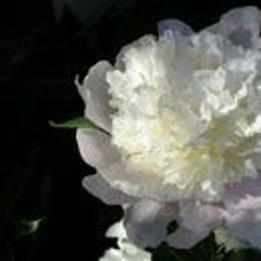 No Sunny Days - Mac DeMarco