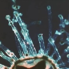 ether drift - california