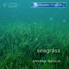 Seagrass 11