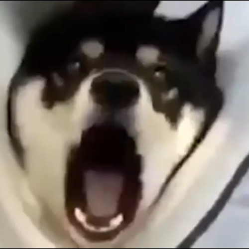 PERFECTLY CUT SCREAMS COMPILATION V1