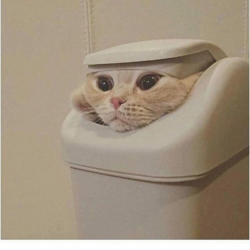 Omnicon [INTEASE CONTEST]