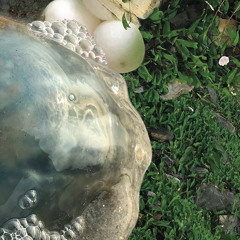 upsammy - Wild Chamber - Oemoemenoe 2